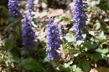 Ajuga reptans (Ajuga nipponensis)