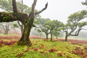 Old cedar tree in Fanal forest - Madeira island. Portugal.