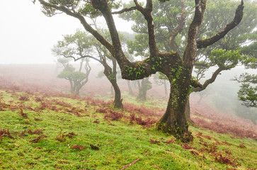 Old cedar tree in Fanal forest - Madeira island. Portugal.