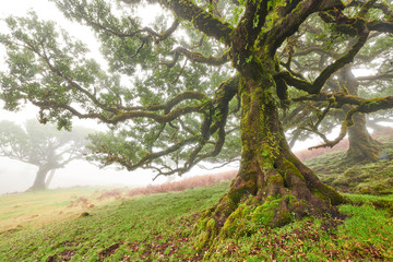 Old cedar tree in Fanal forest - Madeira island. Portugal.