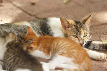Cat with kittens