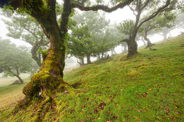 Old cedar tree in Fanal forest - Madeira island. Portugal.
