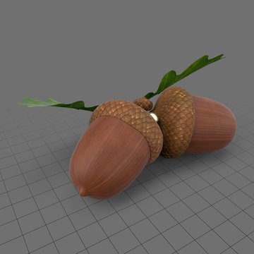 Dried acorns