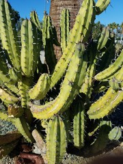 Naklejka premium Cactus