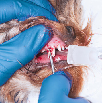 Surgical Removal Of Needless Temporary Teeth In The Dog. The Process Of Tooth Extraction (concept Veterinary Stomatology)