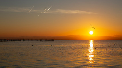 Sunset in Albufera of Valencia with seagulls in the water.
