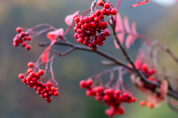 Colorful Fall Autumn Leaves in Japan 