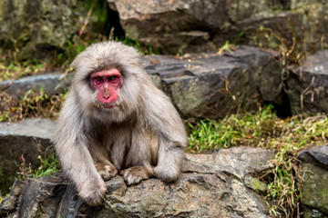 Fototapeta premium mother and baby monkey