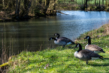 Kanadagaense  (Branta canadensis)