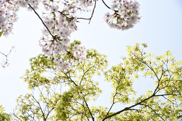 Cherry blossoms and fresh green leaves.