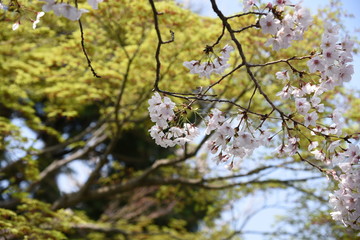 Cherry blossoms and fresh green leaves.