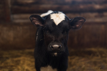calf on the farm. Inside the farm is a cute baby cow. A lot of hay