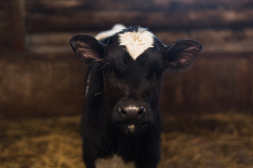calf on the farm. Inside the farm is a cute baby cow. A lot of hay © etonastenka