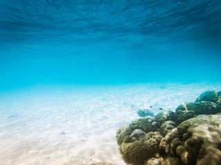 underwater marine life on coral reefs