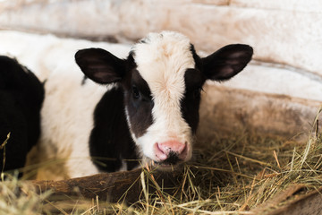 calf on the farm. Inside the farm is a cute baby cow. A lot of hay © etonastenka