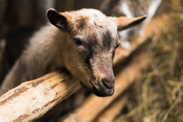 Fototapeta premium little goatling inside a farm. Goat without horns by the wooden fence and with lots of hay