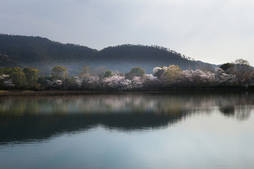 大覚寺　京都　　大沢池