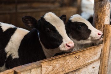 calf on the farm. Inside the farm is a cute baby cow. A lot of hay © etonastenka