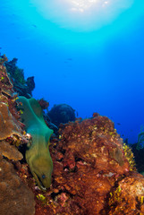 Fototapeta na wymiar A green moray eel is swimming across the reef out in the open. This predator can be found in tropical waters and this one was shot in Grand Cayman deep beneath the surface of the water