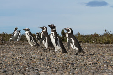 Fototapeta premium Colony of penguins in Pinguinera Faro Cabo Virgenes.