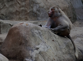 monkey on the rock