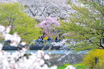 橋の上からの桜の花見