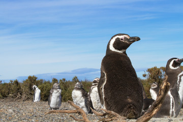 Pinguinera Faro Cabo Virgenes. 