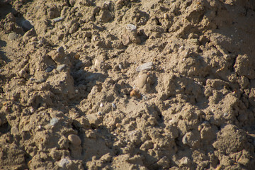 Textured background of beige sand and fine stone gravel. Texture