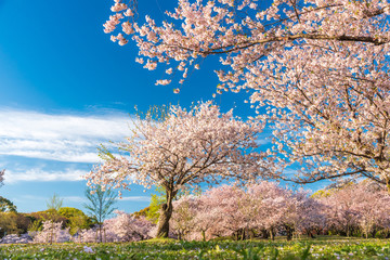 桜 満開 青空 花見