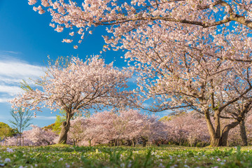 桜 満開 青空 花見