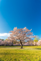 桜 満開 青空 花見