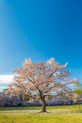 桜 満開 青空 花見