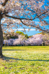 桜 満開 青空 花見