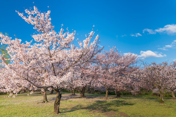 桜 満開 青空 花見