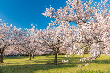 桜 満開 青空 花見