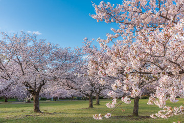 桜 満開 青空 花見