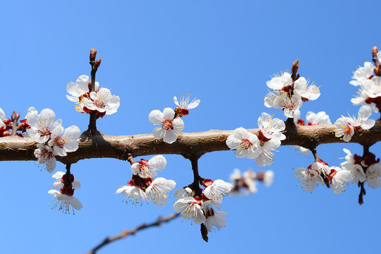 Sweet white flowers blooming apricot-tree, apricot in the spring garden. Blooming fruit tree against the blue sky.