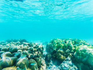 underwater marine life on coral reefs