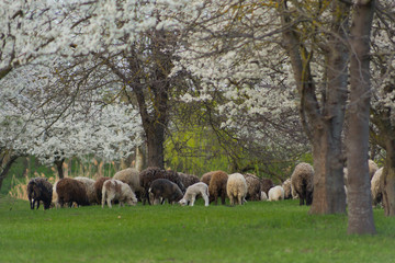 Beautiful sheep graze on green meadow and nibble grass in pasture on sunny day. Livestock breeding
