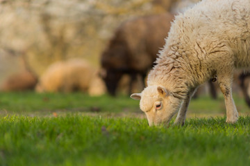 Close-up beautiful sheep graze on green meadow and nibble grass in pasture on sunny day. Livestock breeding