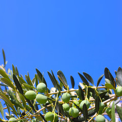 Olives on a branch