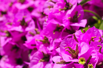 Bougainvillea flower background