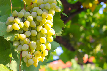 Green grapes on summer vine