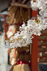 桜の京都