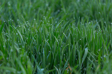 Fototapeta na wymiar Close-up drops of dew on young fresh green grass with blurred background