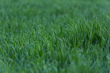 Close-up drops of dew on young fresh green grass with blurred background