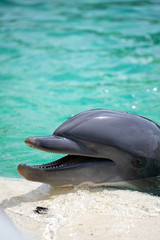 Dolphin