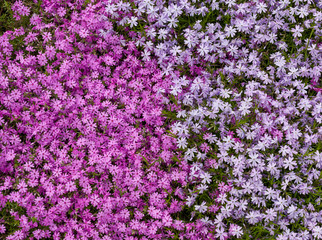 Naklejka premium Red , pink, purple, magents creeping spring phlox.