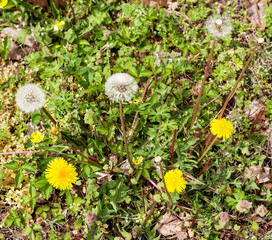 Hate them, or love them.  They're back! Blooming spring dandelions.