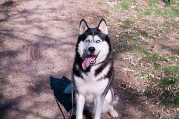 A funny husky dog laughs and shows his tongue, a cunning beautiful dog, a satisfied friend Malamute...
